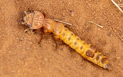 Monster Tiger Beetle